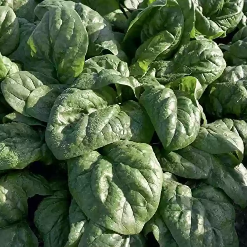 Space Spinach Seeds – Fast-Growing, Nutrient-Rich Superfood for Your Garden - Image 3