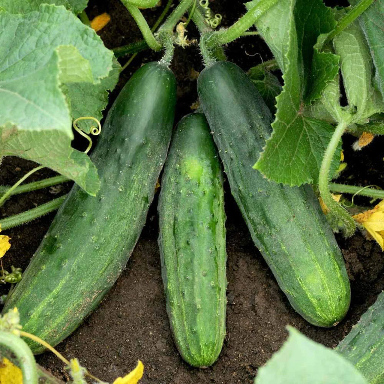 Spacemaster 80 Cucumber Seeds – Compact, High-Yield, Heirloom Variety - Image 2