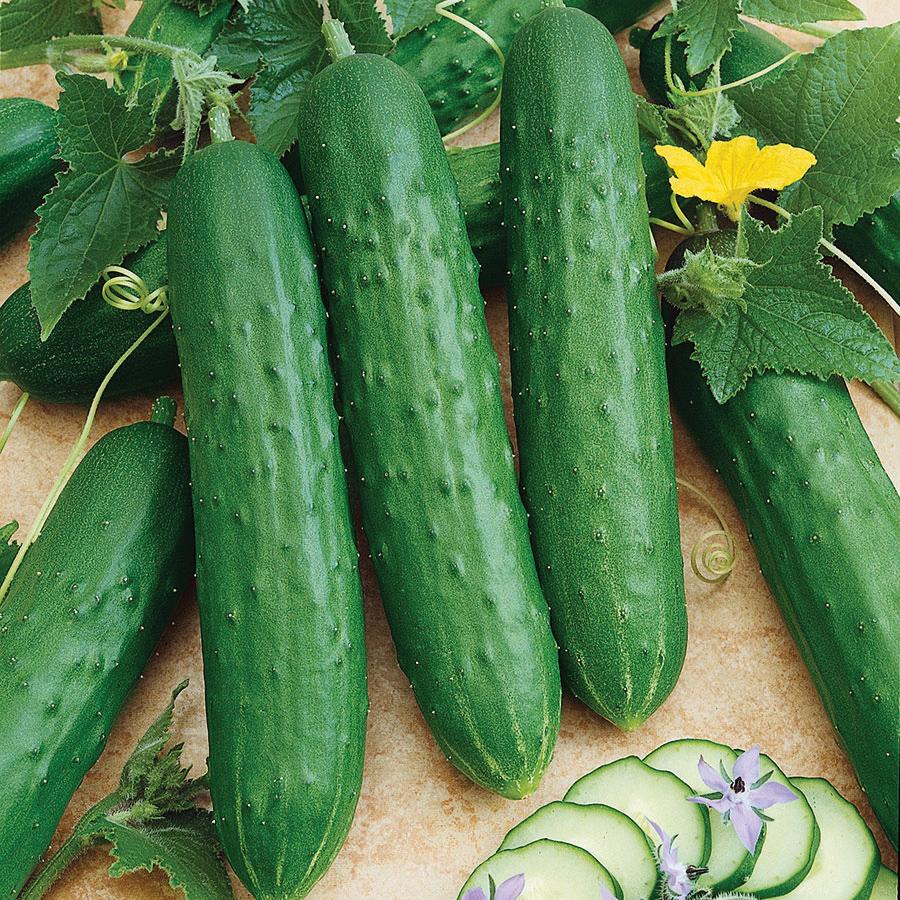 Spacemaster 80 Cucumber Seeds – Compact, High-Yield, Heirloom Variety - Image 3
