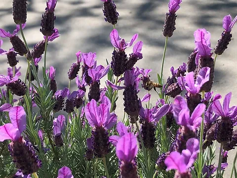 Spanish Lavender (Lavandula stoechas) Seeds – Unique Fragrant Blooms for Gardens - Image 2
