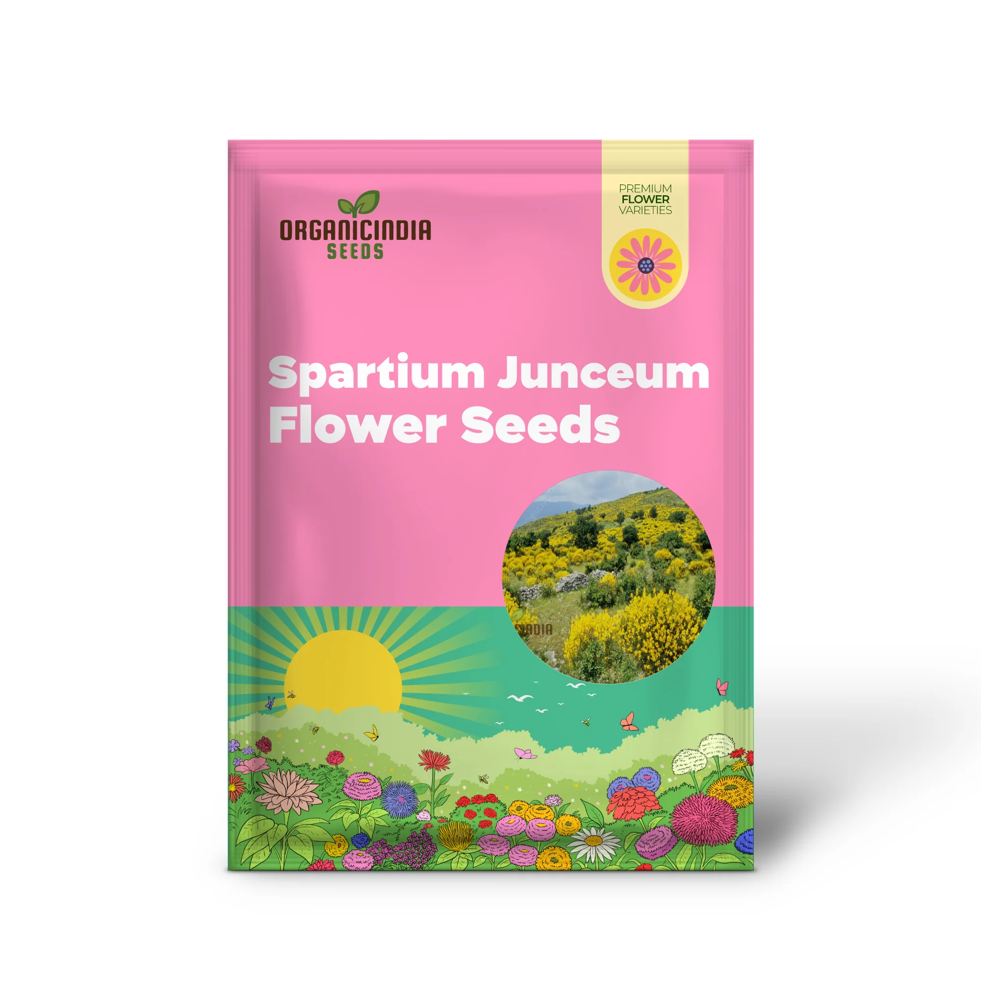 Spartium Junceum Seeds – Fragrant Spanish Broom for Sunny Landscapes, Borders, Driveways, Slopes & Drought-Tolerant Gardening - Image 2