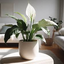 Spathiphyllum Peace Lily Seeds for  Planting - Image 4