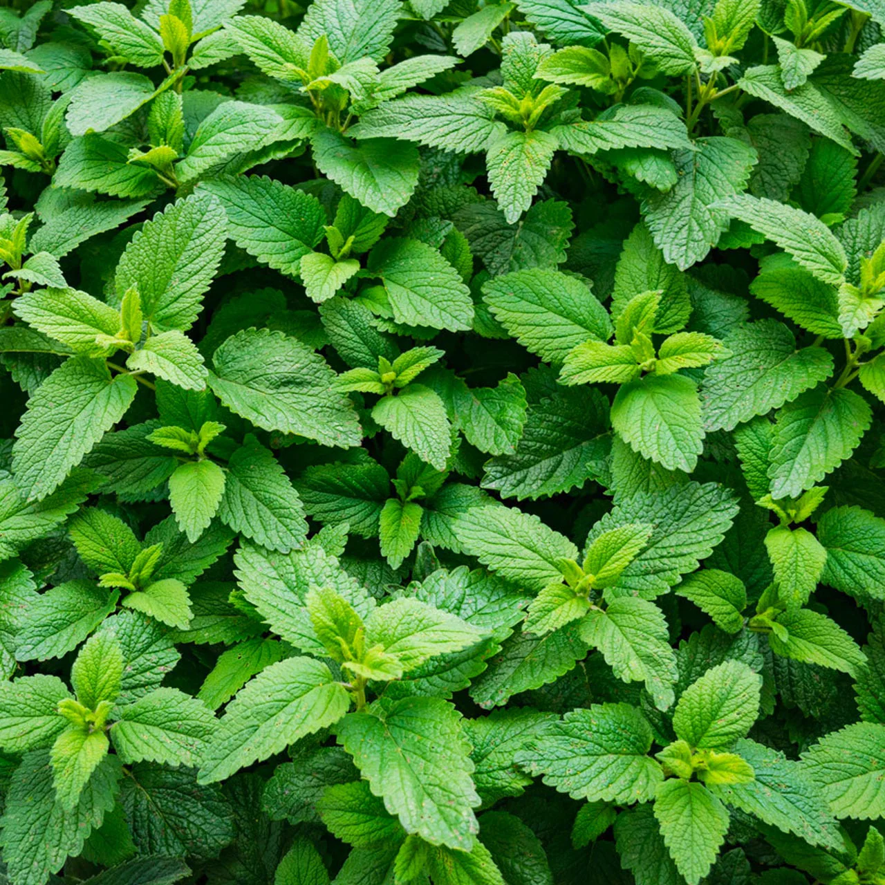 Spearmint (Mentha spicata) Seeds – Aromatic Herb for Planting, Fresh Garden Mint, Non-GMO, Easy to Grow, Perennial Herb for Tea, Cooking & Wellness - Image 3