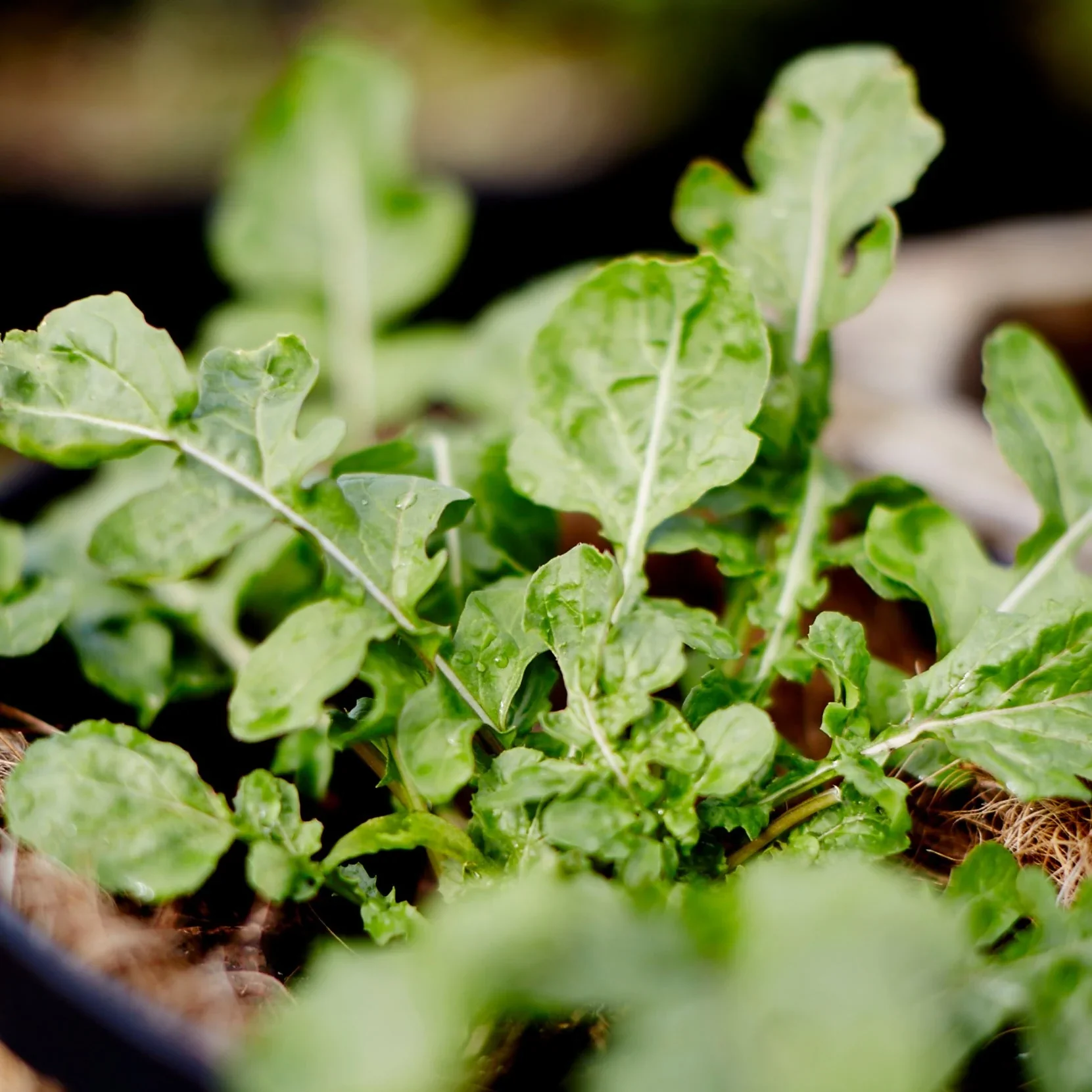 Albion Strawberry Seeds for Planting – Everbearing, Sweet & High-Yield Variety