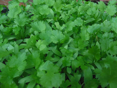 Albion Strawberry Seeds for Planting – Everbearing, Sweet & High-Yield Variety - Image 3
