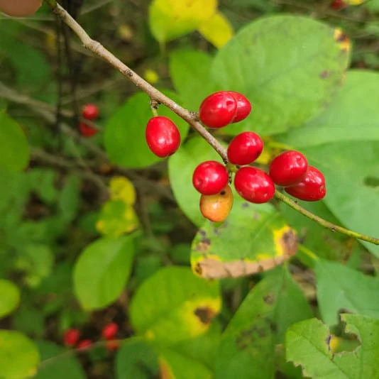 Spicebush Red Berry Seeds