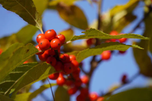Spicebush Red Berry Seeds - Image 3