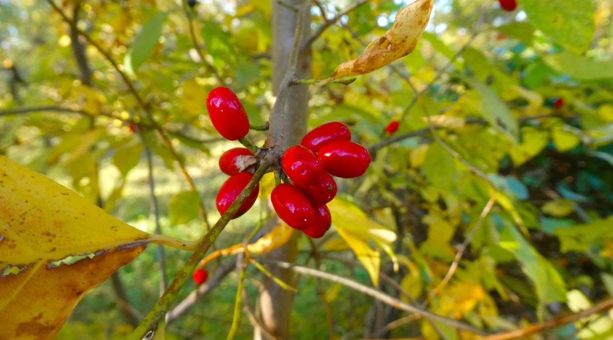 Spicebush Red Berry Seeds - Image 4