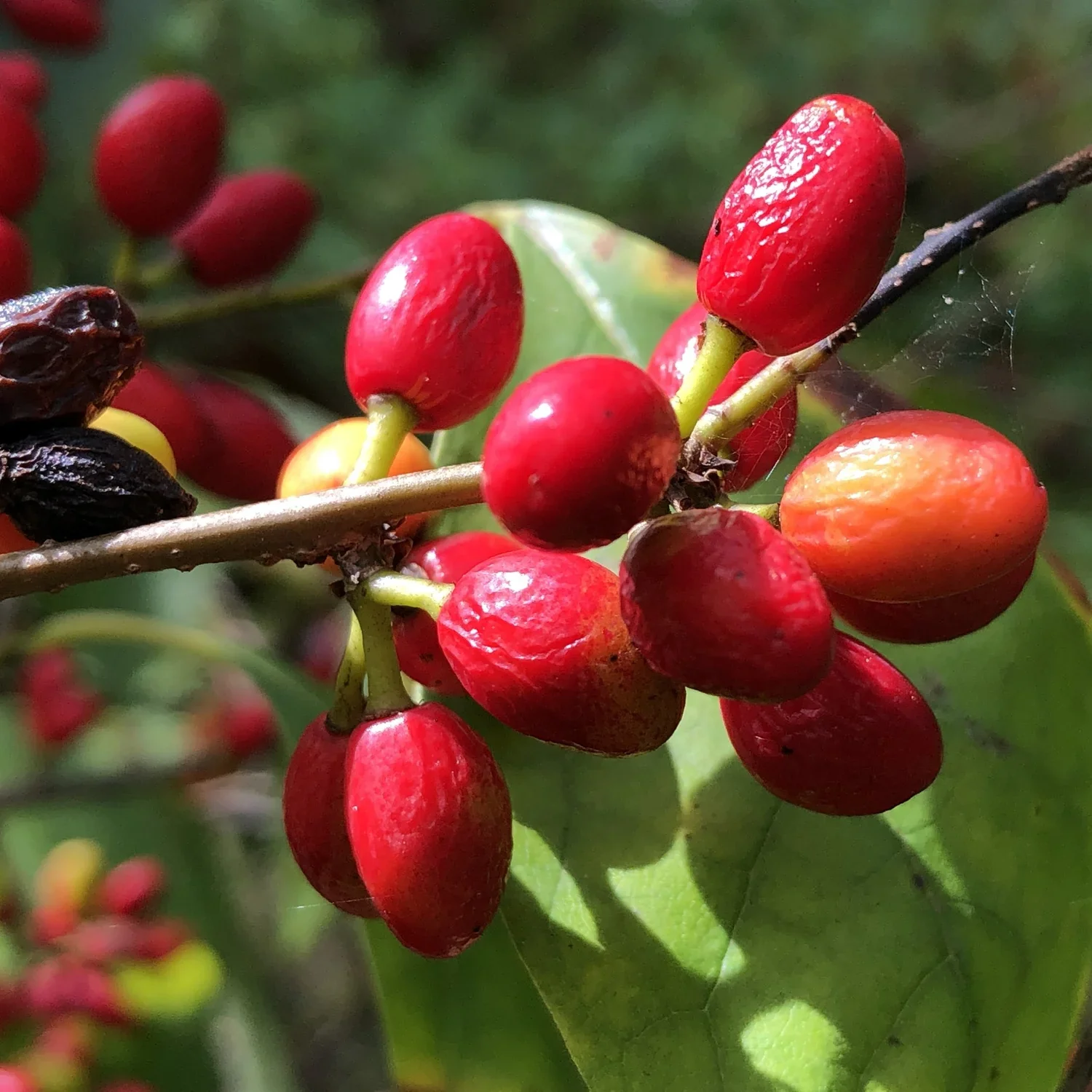 Spicebush Red Berry Seeds - Image 5