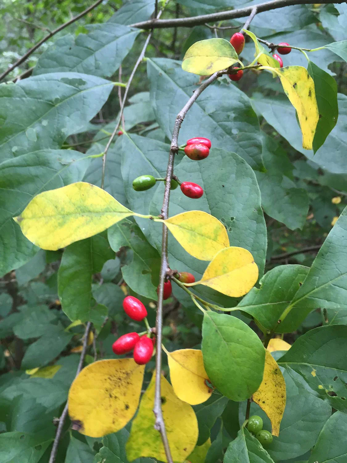 Spicebush Red Berry Seeds - Image 6