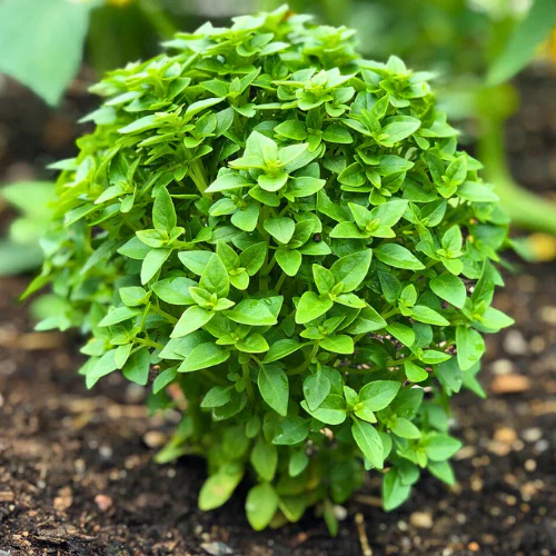 Spicy Globe Basil Seeds – Compact Heirloom, Aromatic Culinary Herb for Home & Garden