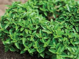Spicy Globe Basil Seeds – Compact Heirloom, Aromatic Culinary Herb for Home & Garden - Image 2