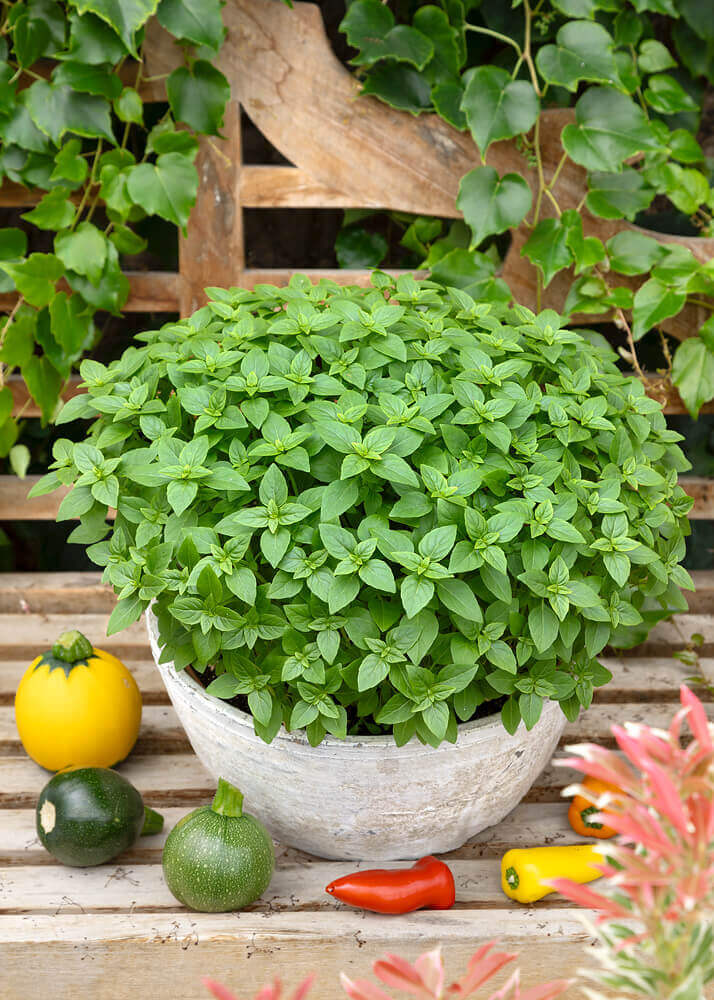 Spicy Globe Basil Seeds – Compact Heirloom, Aromatic Culinary Herb for Home & Garden - Image 3