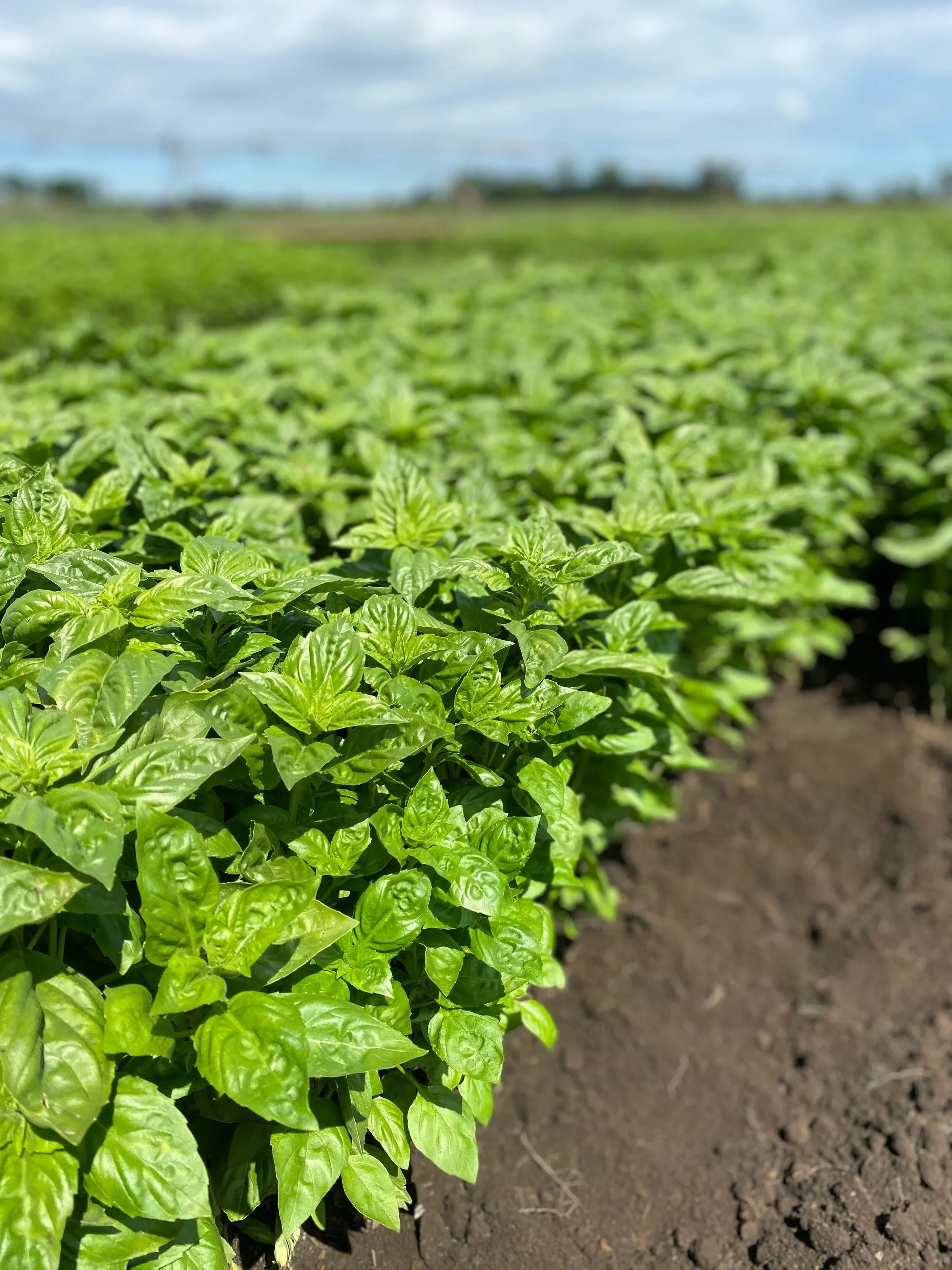 Spicy Sabre Basil Seeds – Heirloom, Aromatic & Easy-Grow Culinary Variety - Image 4