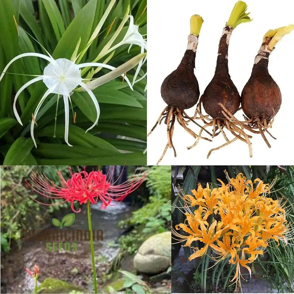 Spider Lily Mixed Color Flower Seeds, Premium Quality Seeds for Planting and Gardening