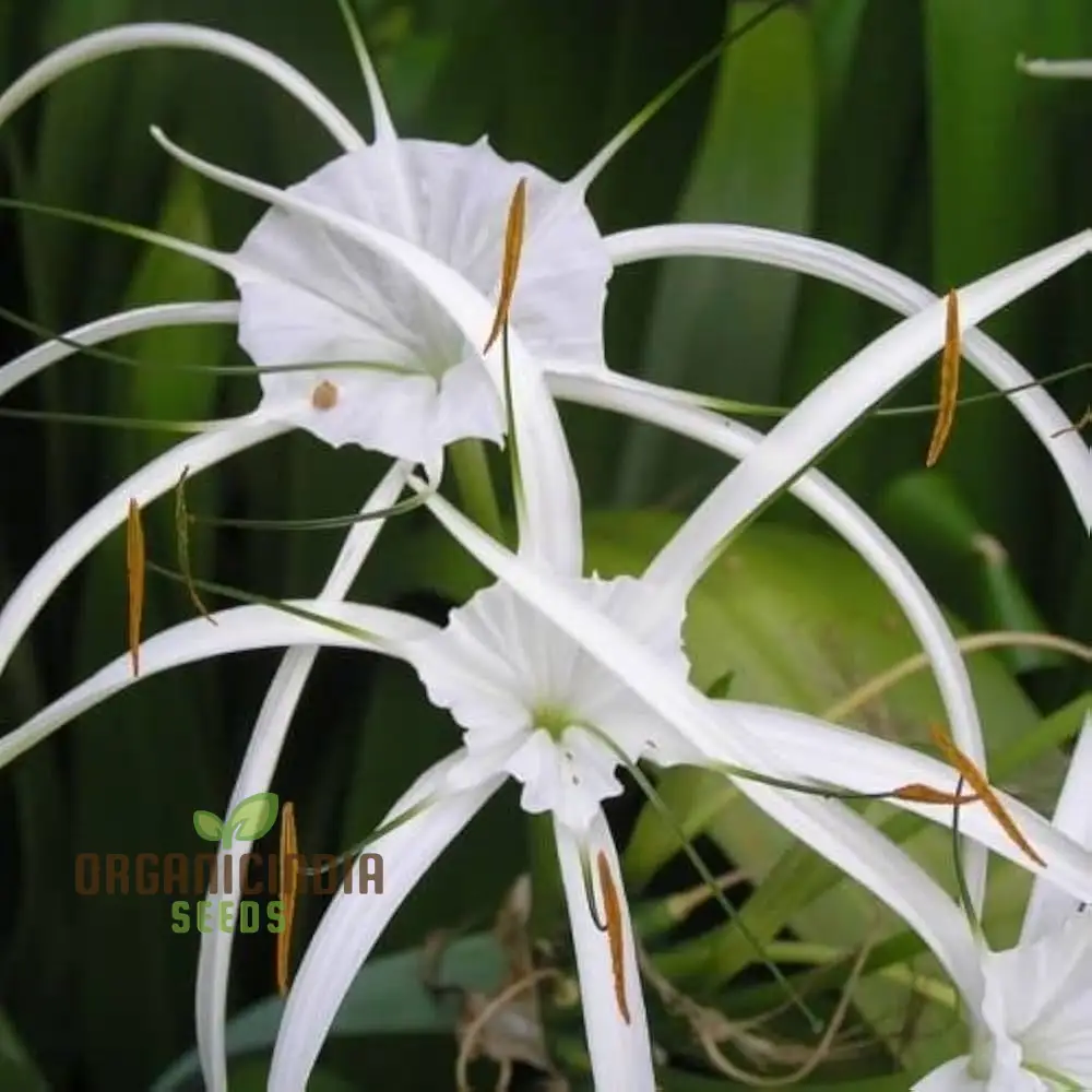 Spider Lily Mixed Color Flower Seeds, Premium Quality Seeds for Planting and Gardening - Image 3
