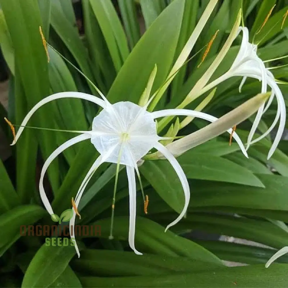 Spider Lily Mixed Color Flower Seeds, Premium Quality Seeds for Planting and Gardening - Image 4