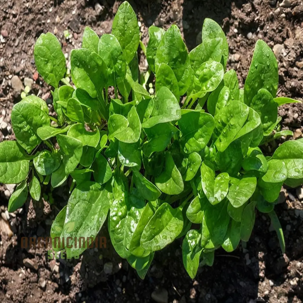 Spinach Harp vegetable Seeds for Planting,Fast-Growing Ideal for Home Gardens