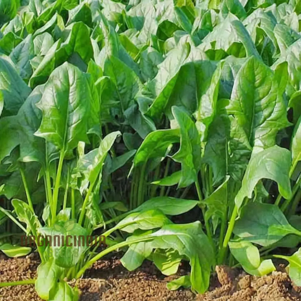 Spinach Harp vegetable Seeds for Planting,Fast-Growing Ideal for Home Gardens - Image 3