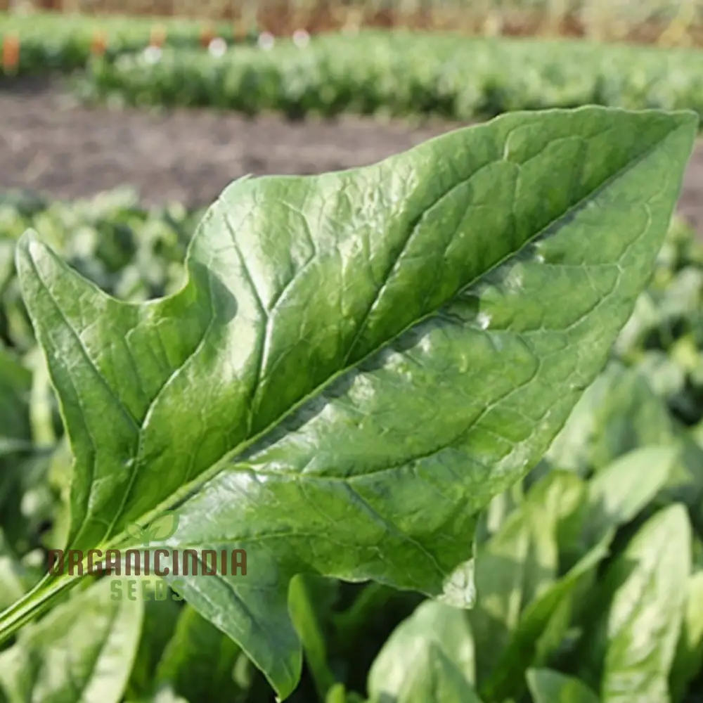 Spinach Harp vegetable Seeds for Planting,Fast-Growing Ideal for Home Gardens - Image 4