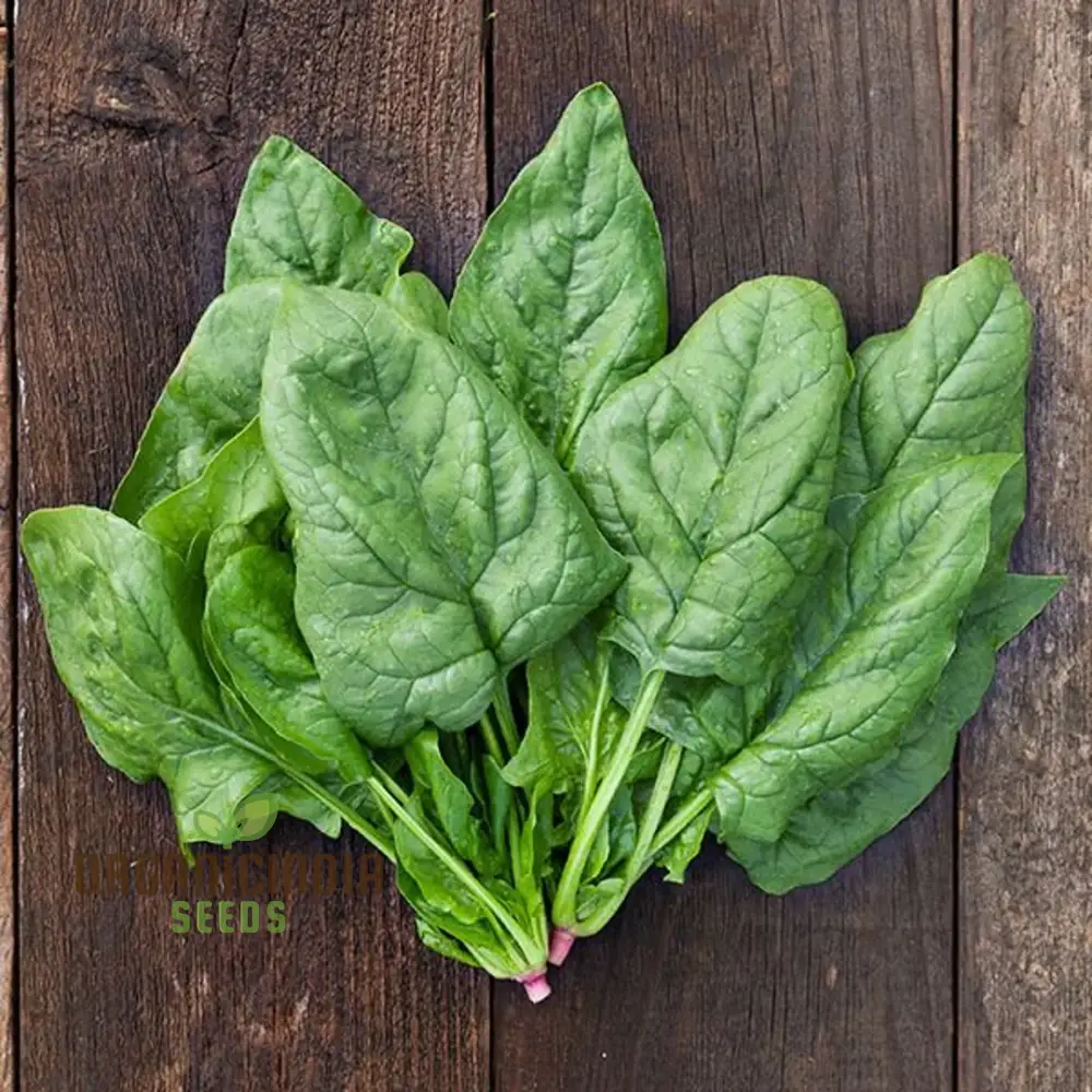 SPINACH GIANT WINTER Seeds for Your Winter Garden | Buy Seeds Online - Image 3