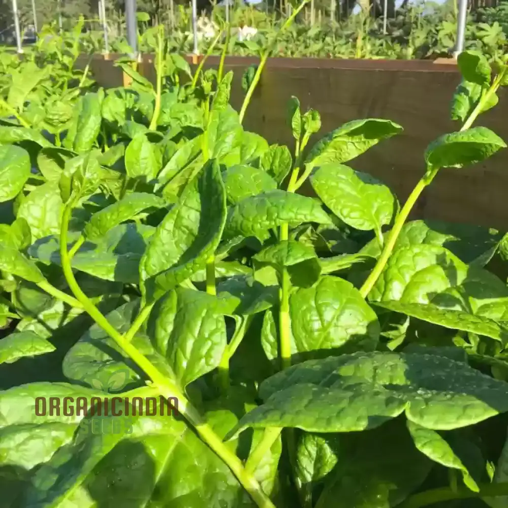 Spinach - Malabar (Ceylon) Green Seeds for Planting & Gardening | Premium Quality Seeds