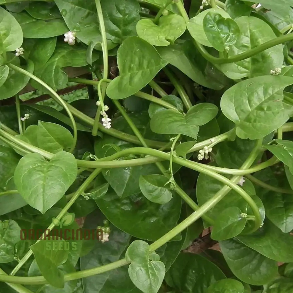 Spinach - Malabar (Ceylon) Green Seeds for Planting & Gardening | Premium Quality Seeds - Image 3