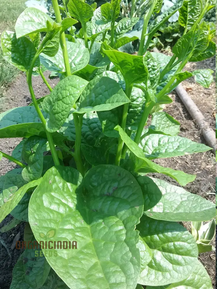 Spinach - Malabar (Ceylon) Green Seeds for Planting & Gardening | Premium Quality Seeds - Image 4