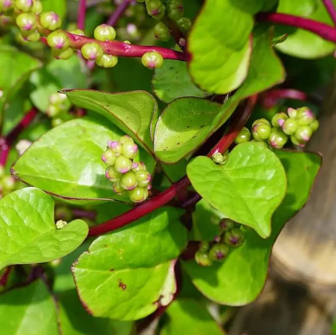 Spinach - Malabar (Ceylon) Red Seeds for Planting and Gardening