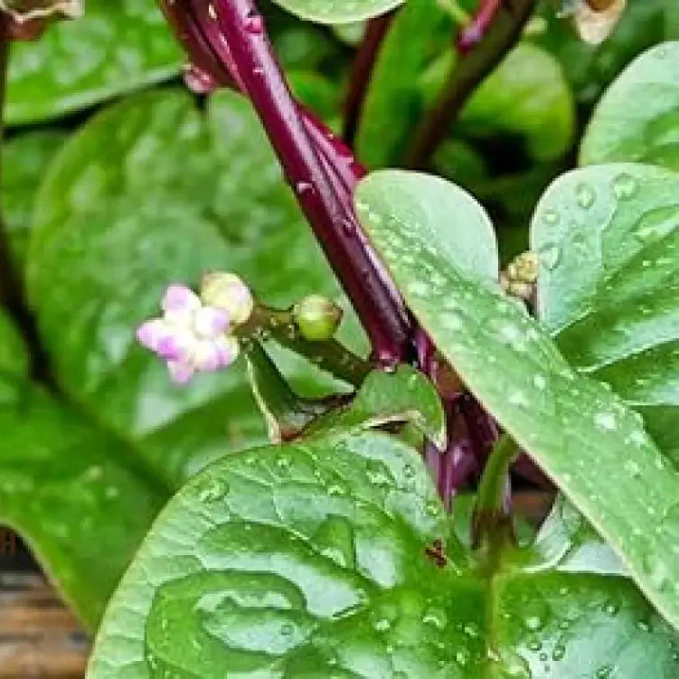 Spinach - Malabar (Ceylon) Red Seeds for Planting and Gardening - Image 3