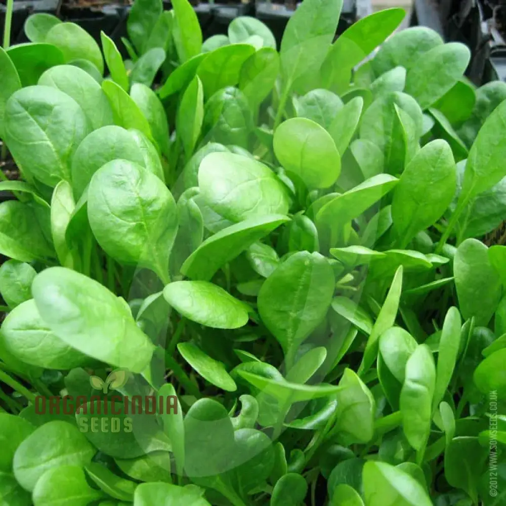 Spinach Medania Vegetable Seeds for Planting, High-Quality Spinach Seeds for Vegetables, Perfect for Home Gardening