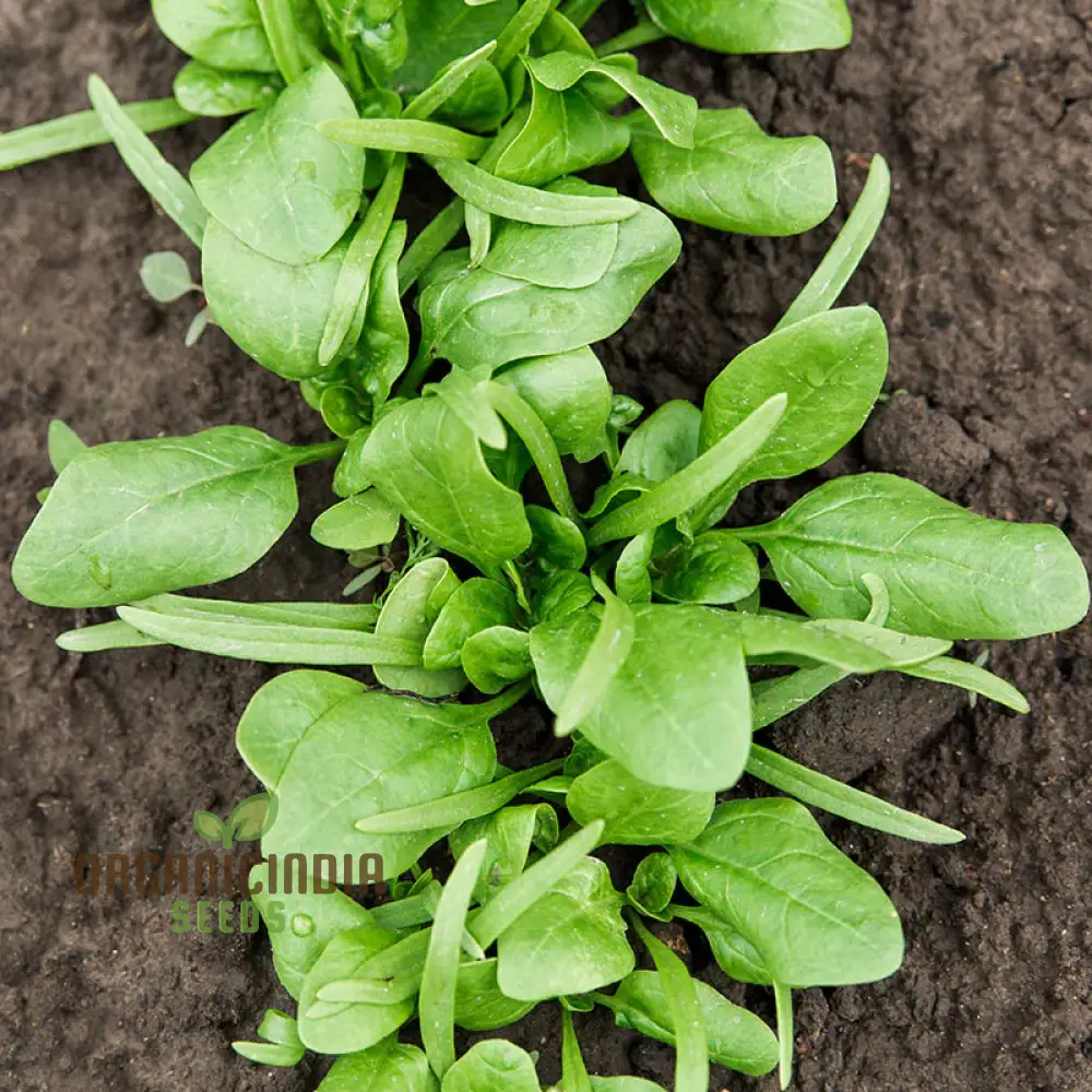Spinach Medania Vegetable Seeds for Planting, High-Quality Spinach Seeds for Vegetables, Perfect for Home Gardening - Image 3