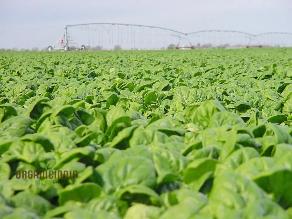 Spinach Medania Vegetable Seeds for Planting, High-Quality Spinach Seeds for Vegetables, Perfect for Home Gardening - Image 4