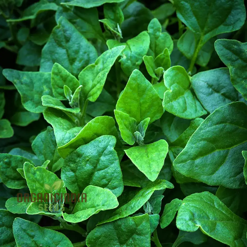 SPINACH NEW ZEALAND SPINACH Seeds for Your Gardening Needs
