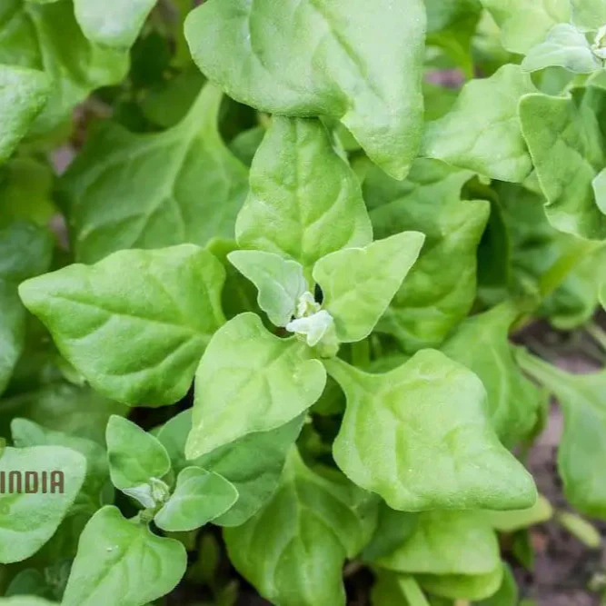 SPINACH NEW ZEALAND SPINACH Seeds for Your Gardening Needs - Image 3