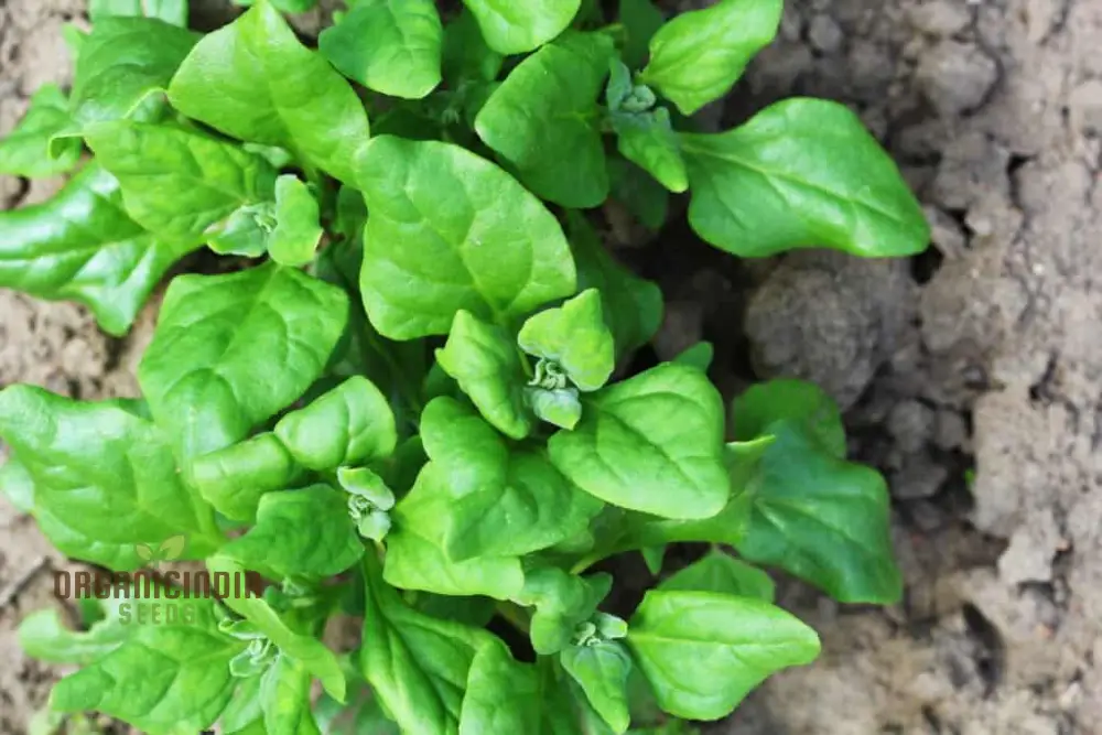 SPINACH NEW ZEALAND SPINACH Seeds for Your Gardening Needs - Image 4