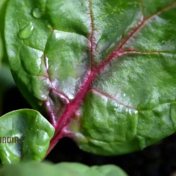 SPINACH RED VEINED Seeds for Your Garden | Buy Organic Seeds - Image 3