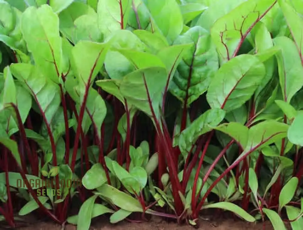 SPINACH RED VEINED Seeds for Your Garden | Buy Organic Seeds - Image 4