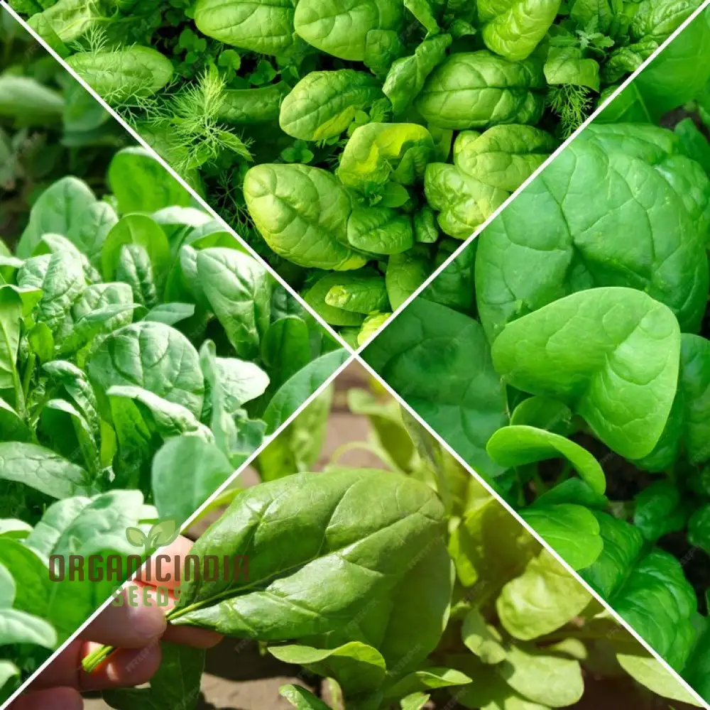 Spinach Seeds - Heirloom Mix for Planting & Gardening | Premium Quality Heirloom Spinach Seeds