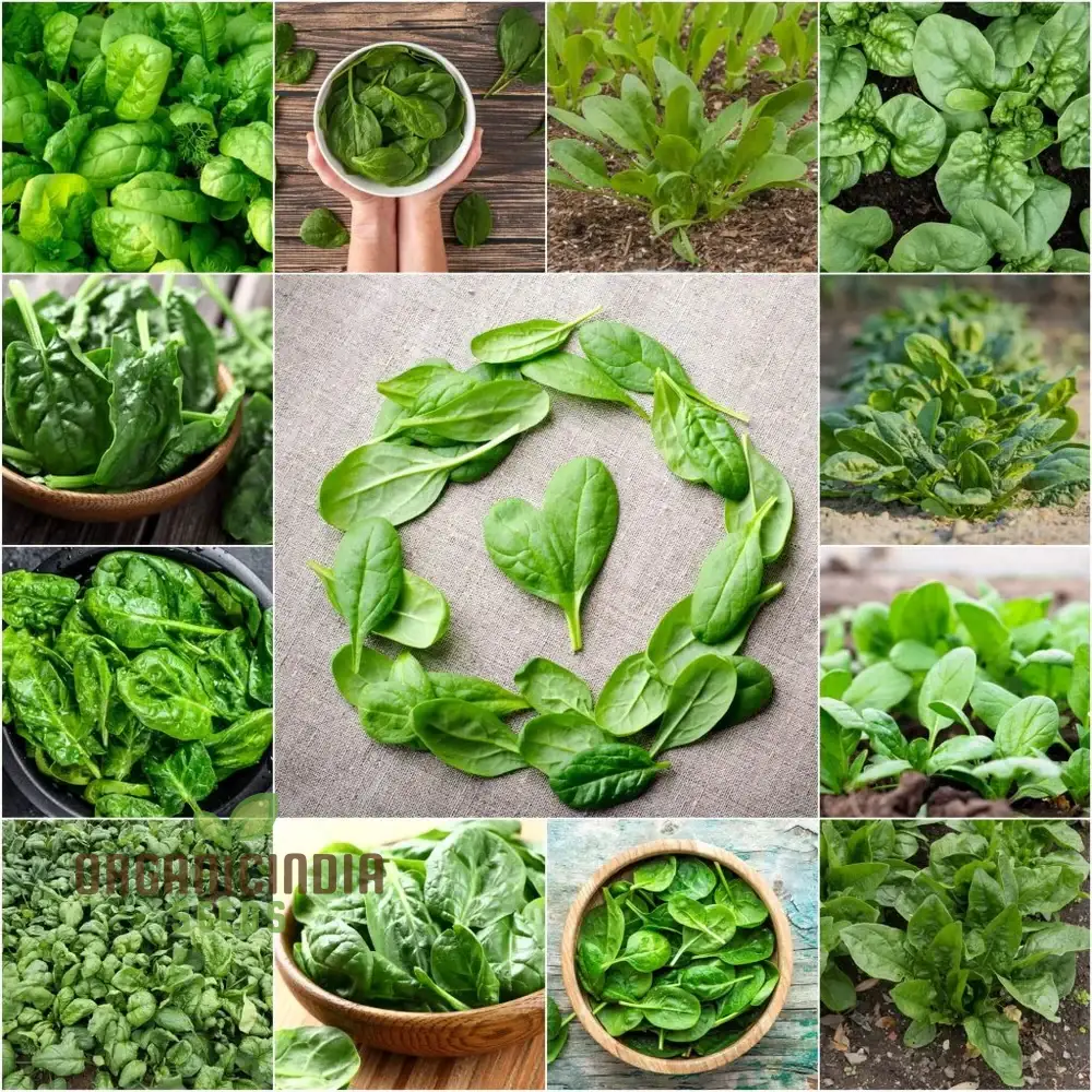 Spinach Seeds - Heirloom Mix for Planting & Gardening | Premium Quality Heirloom Spinach Seeds - Image 3