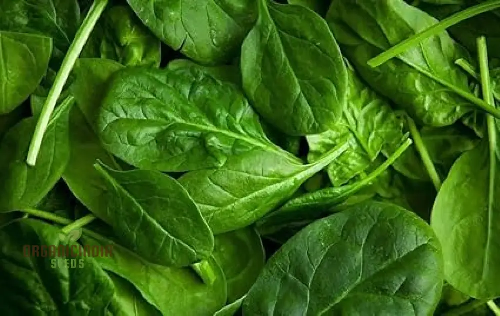 Spinach Seeds - Heirloom Mix for Planting & Gardening | Premium Quality Heirloom Spinach Seeds - Image 4