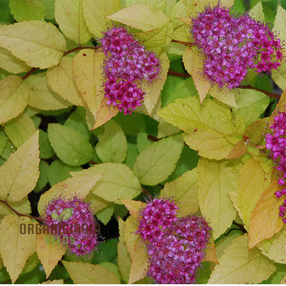Spiraea 'Garnet 'n' Gold' Seeds โ Elevate Your Gardening Experience with Beautiful, Hardy Shrubs and Vibrant Foliage!