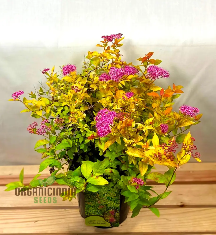 Spiraea 'Garnet 'n' Gold' Seeds โ Elevate Your Gardening Experience with Beautiful, Hardy Shrubs and Vibrant Foliage! - Image 3