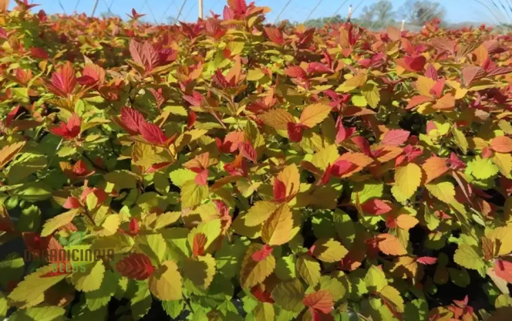 Spiraea 'Garnet 'n' Gold' Seeds โ Elevate Your Gardening Experience with Beautiful, Hardy Shrubs and Vibrant Foliage! - Image 4