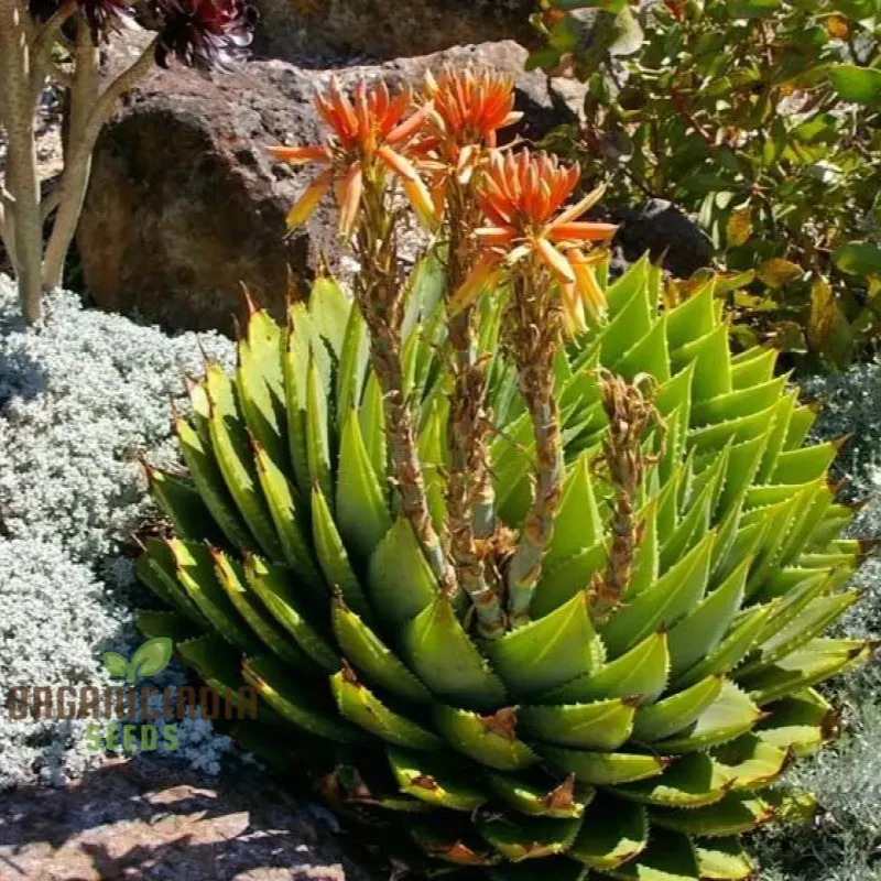 Spiral Aloe Seeds (Aloe Polyphylla Cactus), Ultimate Guide for Planting and Growing Your Own Unique Succulent