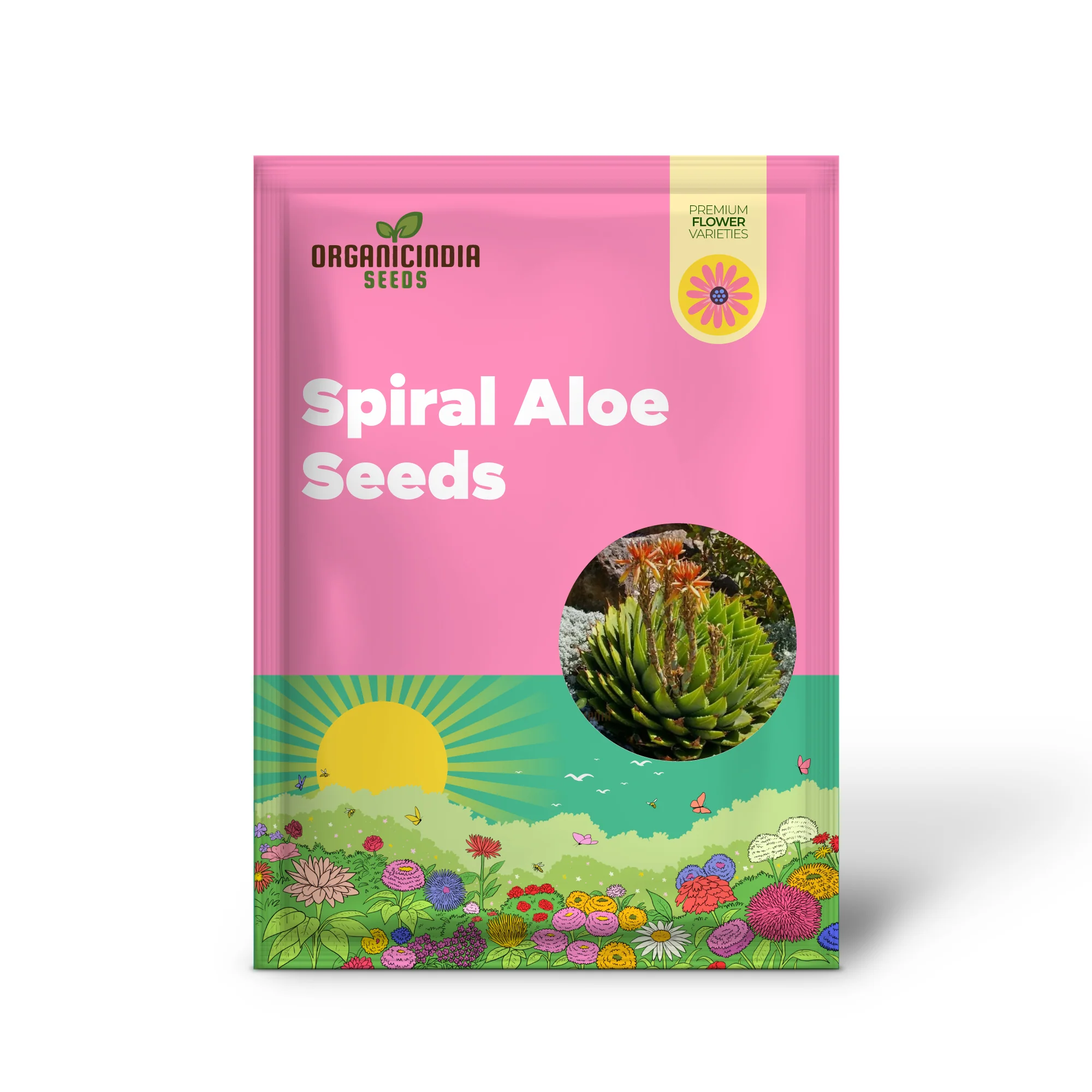 Spiral Aloe Seeds (Aloe Polyphylla Cactus), Ultimate Guide for Planting and Growing Your Own Unique Succulent - Image 2