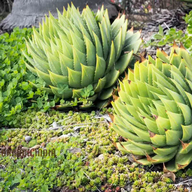 Spiral Aloe Seeds (Aloe Polyphylla Cactus), Ultimate Guide for Planting and Growing Your Own Unique Succulent - Image 3