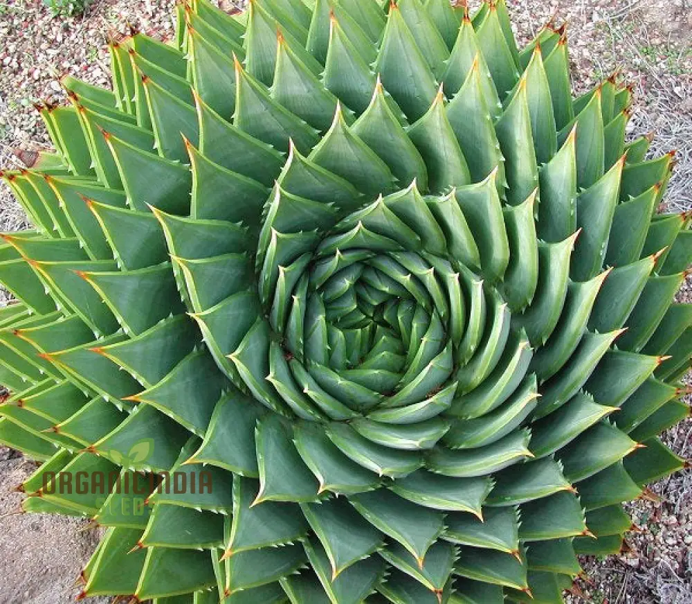 Spiral Aloe Seeds (Aloe Polyphylla Cactus), Ultimate Guide for Planting and Growing Your Own Unique Succulent - Image 4