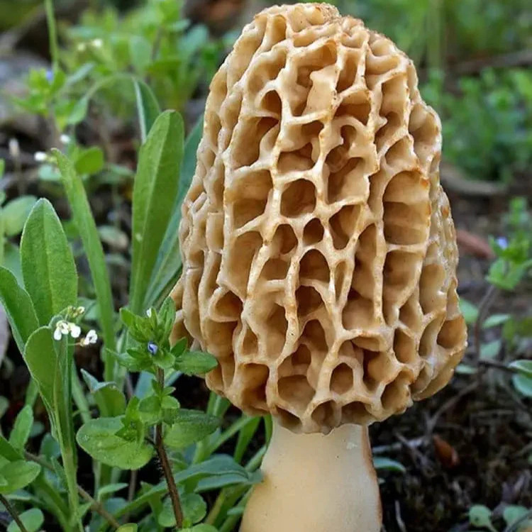 Spores Morel Mushrooms Mycelium Spawn Substrate Seeds for Planting (100pcs)