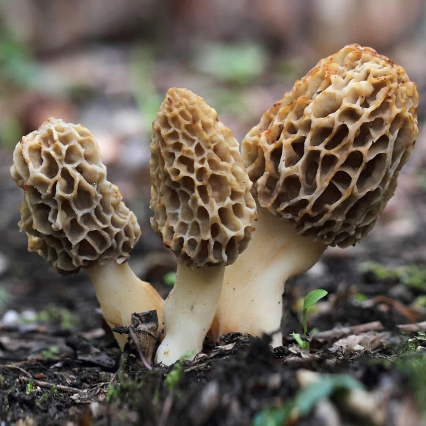Spores Morel Mushrooms Mycelium Spawn Substrate Seeds for Planting (100pcs) - Image 2